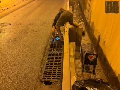Vanny, il barese che salva i gatti